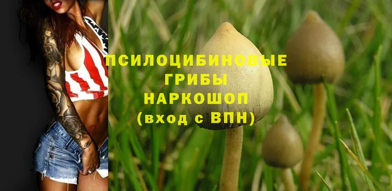 как найти наркотики  Новосибирск  Псилоцибиновые грибы Cubensis 